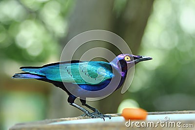 Estornino esmeralda - Purple Glossy Starling Stock Photo