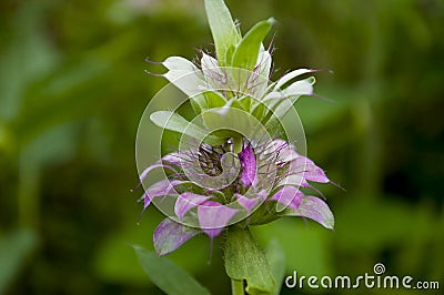 Estragon herb Garden purple flower. Blossom. On the background with green herbs behind.Tarragon Stock Photo