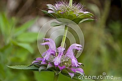 Estragon herb Garden purple flower. Blossom. On the background with green herbs behind.Tarragon Stock Photo