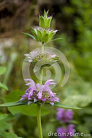 Estragon herb Garden purple flower. Blossom. On the background with green herbs behind.Tarragon Stock Photo