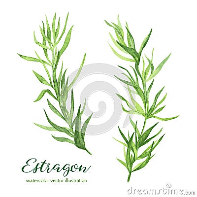 Estragon. Vector watercolor illustration Vector Illustration