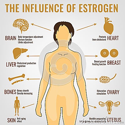 Estrogen Effects Image Vector Illustration