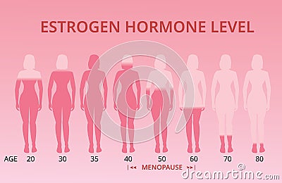 Estrogen hormone levels chart, menopause, vector Vector Illustration