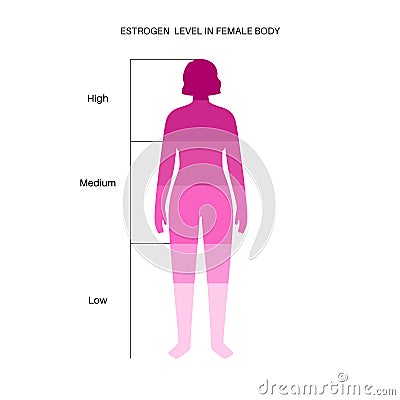 Testosterone estrogen level Vector Illustration
