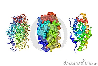 Human estrogen-related receptor gamma ligand binding domain complex with bisphenol Z. 3d illustration Cartoon Illustration