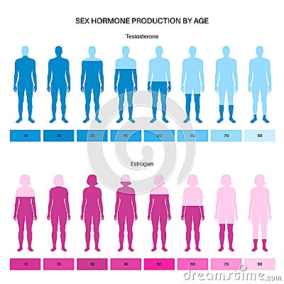 Testosterone estrogen level Vector Illustration