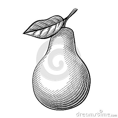 Etching pear Vector Illustration