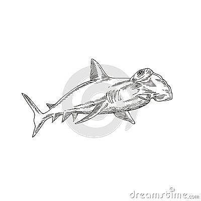 Great Hammerhead Sphyrna Mokarran the Largest Species of Hammerhead Shark Etching Black and White Style Vector Illustration