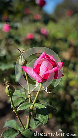 Eternity Red Rose Breed Closeup 1 Stock Photo