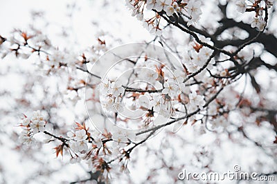 Ethereal Cherry Blossoms: Serene Beauty in Delicate White Sky Stock Photo