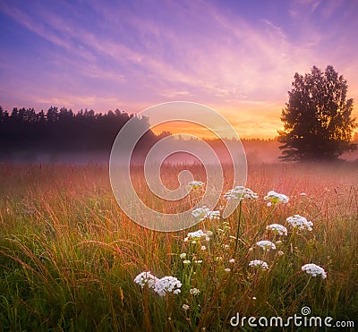 Ethereal Elegance: Sunset Bloom of Queen Anne's Lace in the Meadow Stock Photo