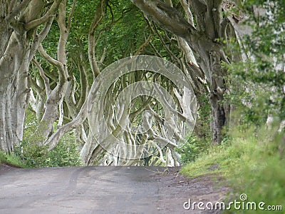 Ethereal light at The Dark Hedges as seen in The Game of Thrones Ireland Stock Photo