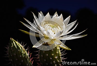 An ethereal moonlit scene of a blooming night-blooming cereus Stock Photo
