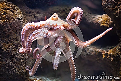 Ethereal octopus from the depth (Octopus vulgari) Stock Photo