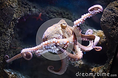 Ethereal octopus from the depth (Octopus vulgari) Stock Photo