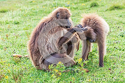 A pair of Gelada baboons grooming each other Stock Photo