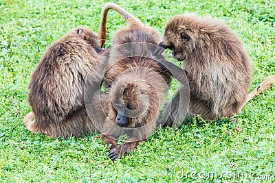 Three Gelada baboons grooming each other Stock Photo