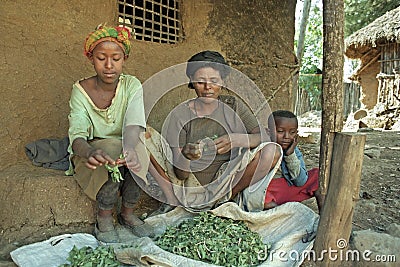 Village life Ethiopian mother and girl clean herbs Editorial Stock Photo