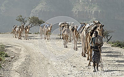 Ethiopian Camel Caravan 2 Editorial Stock Photo