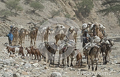 Ethiopian Camel Caravan 3 Editorial Stock Photo