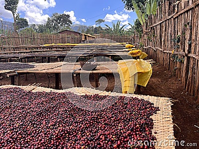 Ethiopian coffee cherries lying to dry in the sun in a drying station on raised bamboo beds. This process is the natural process. Stock Photo