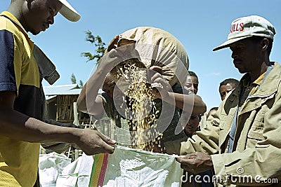 Ethiopian farmer sells on market grain to buyers Editorial Stock Photo