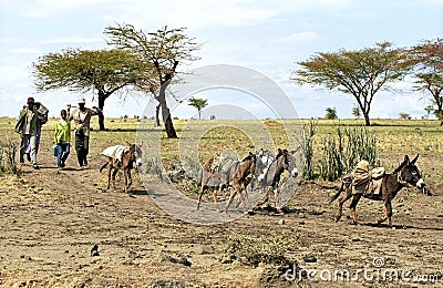 Ethiopian Farmers with grain harvest and donkeys Editorial Stock Photo