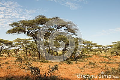 Ethiopian landscape Stock Photo