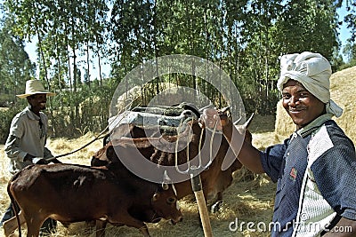 Ethiopian men and cows threshing harvested grain Editorial Stock Photo