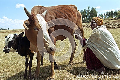 Ethiopian older woman with cows in arid landscape Editorial Stock Photo