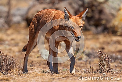 Ethiopian Wolf - Canis simensis Stock Photo