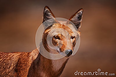 Ethiopian wolf, Canis simensis, in the nature. Bale Mountains NP, Ethiopia. Rare endemic animal portrait Africa. Wildlife nature Stock Photo