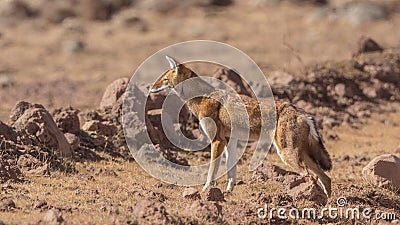 Ethiopian Wolf Stock Photo