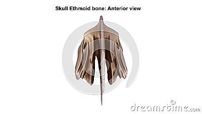 Ethmoid bone Anterior view Stock Photo