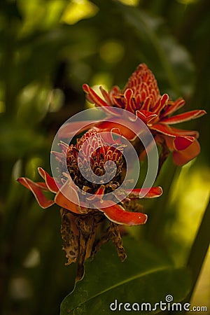 Plants in a Costa Rica gardens. Ginger flower. Stock Photo