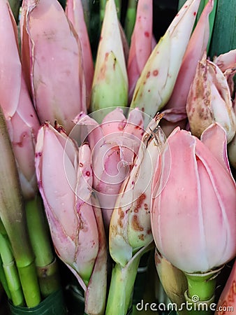 Etlingera Elatior Plantae Stock Photo