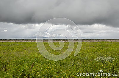 Etosha green landscape, flat horizon with storm clouds Stock Photo