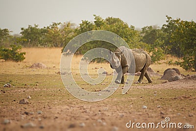 Etosha landscape. Endangered Black rhinoceros, Diceros bicornis. Direct, low angle view on rhino in dry savanna staring at camera Stock Photo