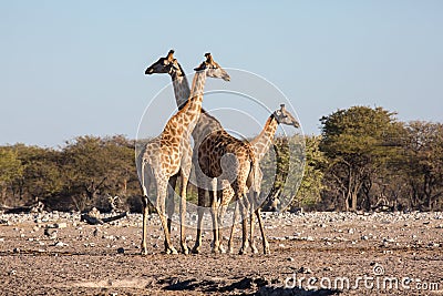 Etosha, Namibia, June 19, 2019: A family of giraffes stands in the middle of a rocky desert. In the background bush and blue sky Stock Photo