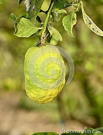 Etrog ritual fruit Stock Photo