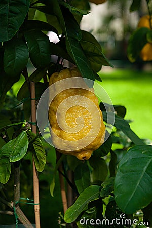 An Etrog is yellow citron used by Jews during holiday of Sukkot, as one of the four species Stock Photo
