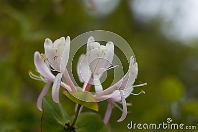 Etruscan honeysuckle Lonicera etrusca Stock Photo