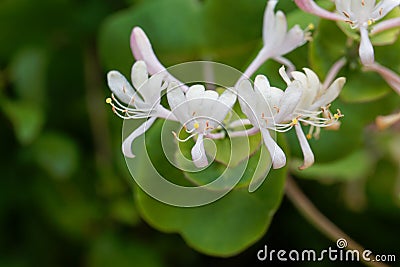 Etruscan honeysuckle Lonicera etrusca Stock Photo