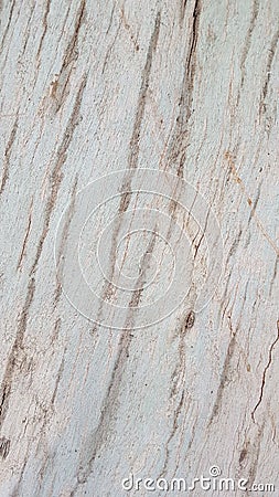 eucaliptus white wood Stock Photo