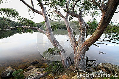 Eucalypt Over the Lake Stock Photo