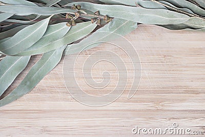 Eucalypt twig on a wooden table Stock Photo