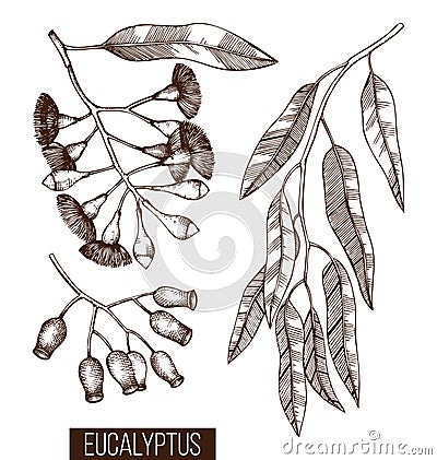 Vintage collection of Hand drawn Eucalyptus sketches. Cosmetics and medical myrtle plant. Vector Tasmanian blue gum botanical draw Stock Photo