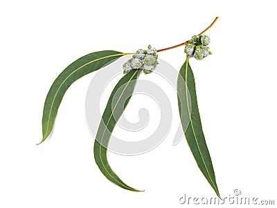 Eucalyptus Stock Photo