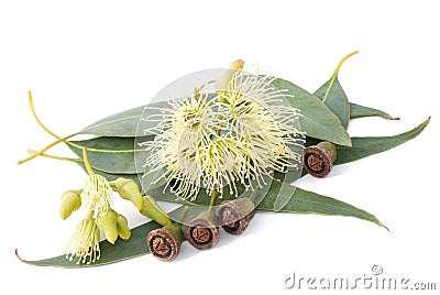 Eucalyptus Stock Photo