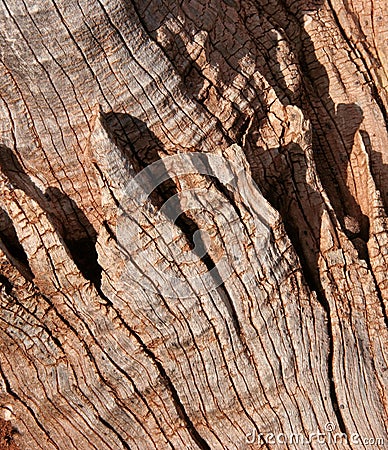 Eucalyptus bark detail Stock Photo